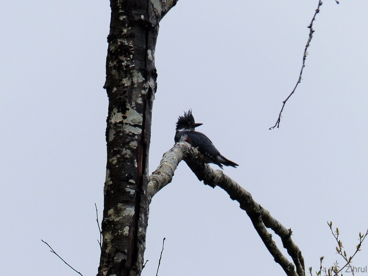 Belted Kingfisher - Christine Zihrul