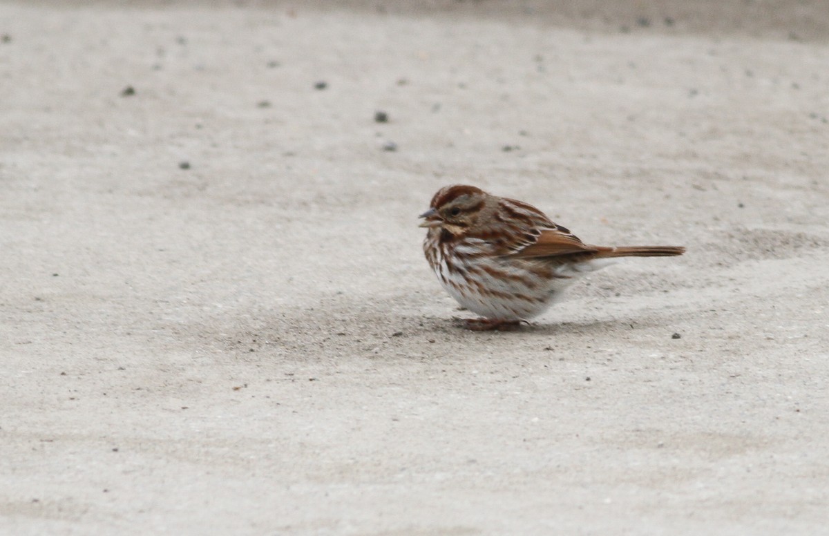 Song Sparrow - ML96758131