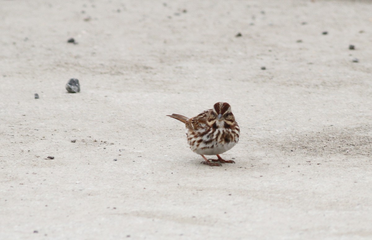 Song Sparrow - ML96758141