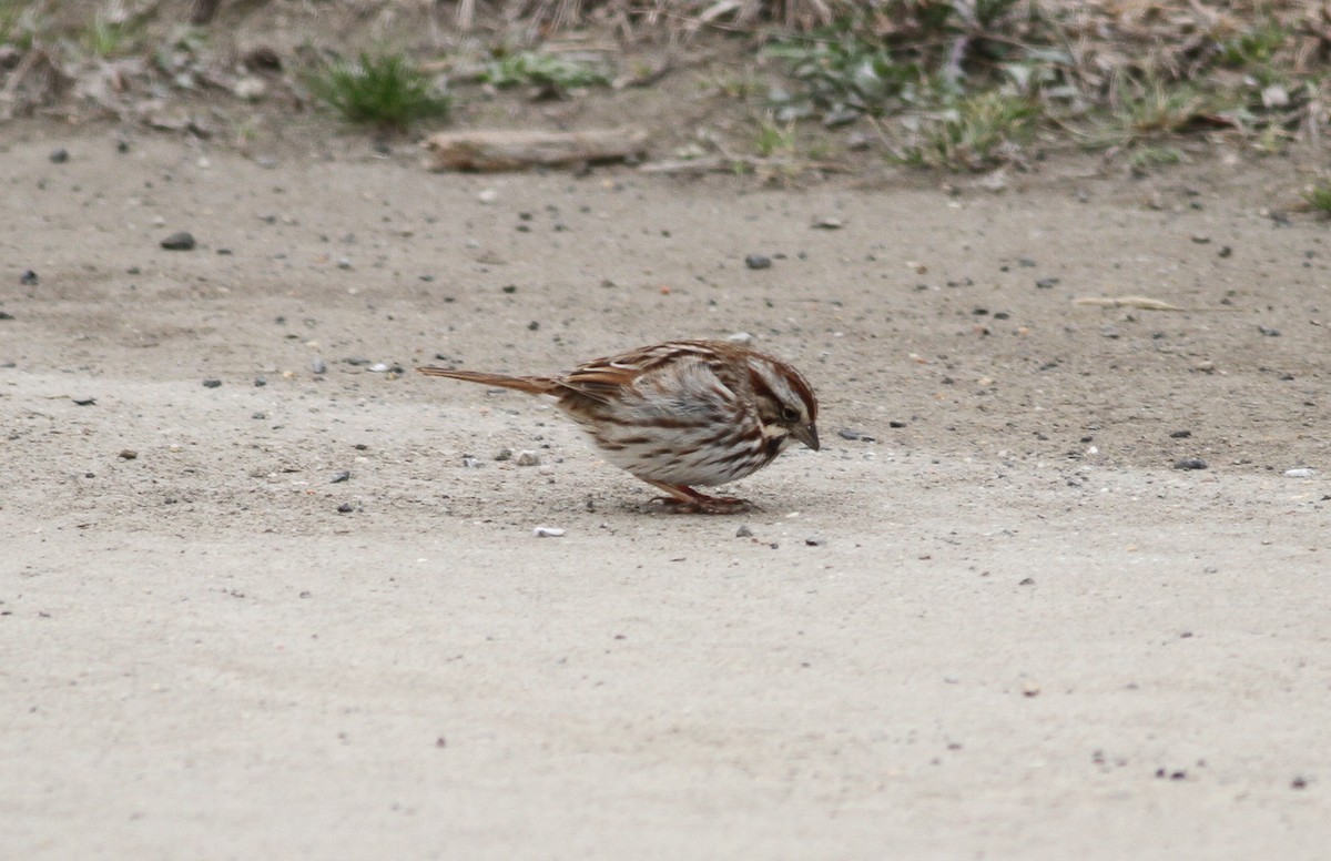 Song Sparrow - ML96758151