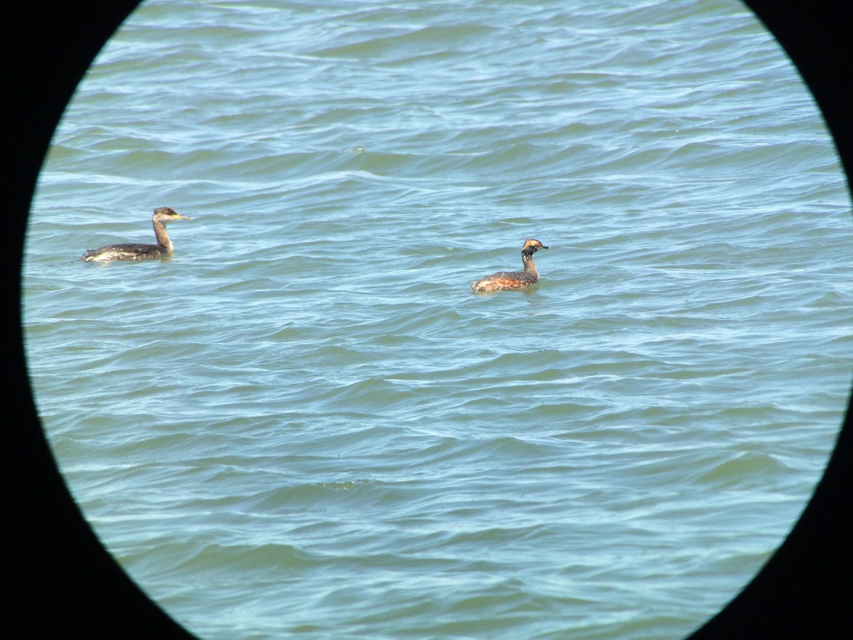 Red-necked Grebe - ML96759311