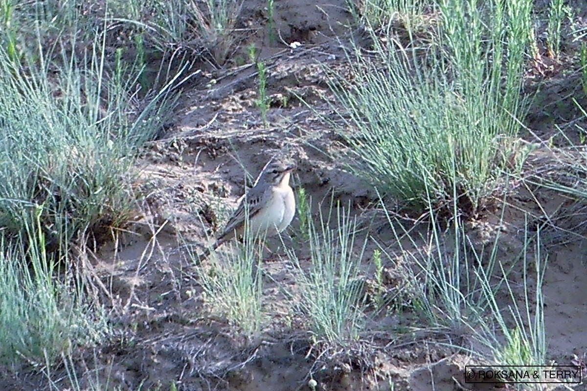 Tawny Pipit - Roksana and Terry