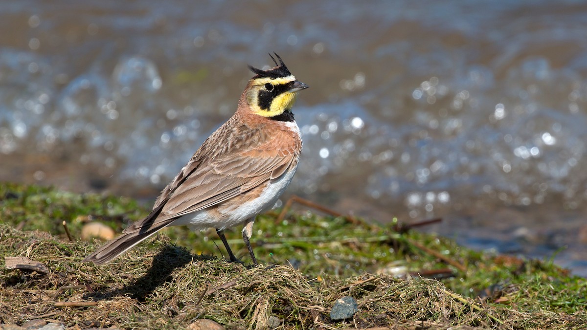 Horned Lark - Jim Gain