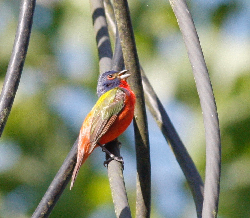 Painted Bunting - ML96762811