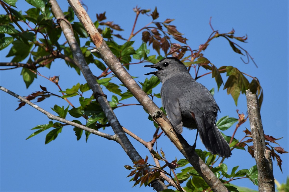 Pájaro Gato Gris - ML96765541