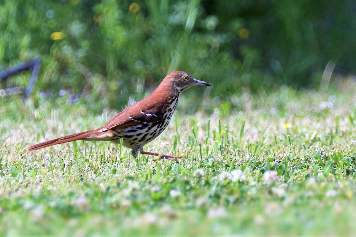 Brown Thrasher - ML96765571