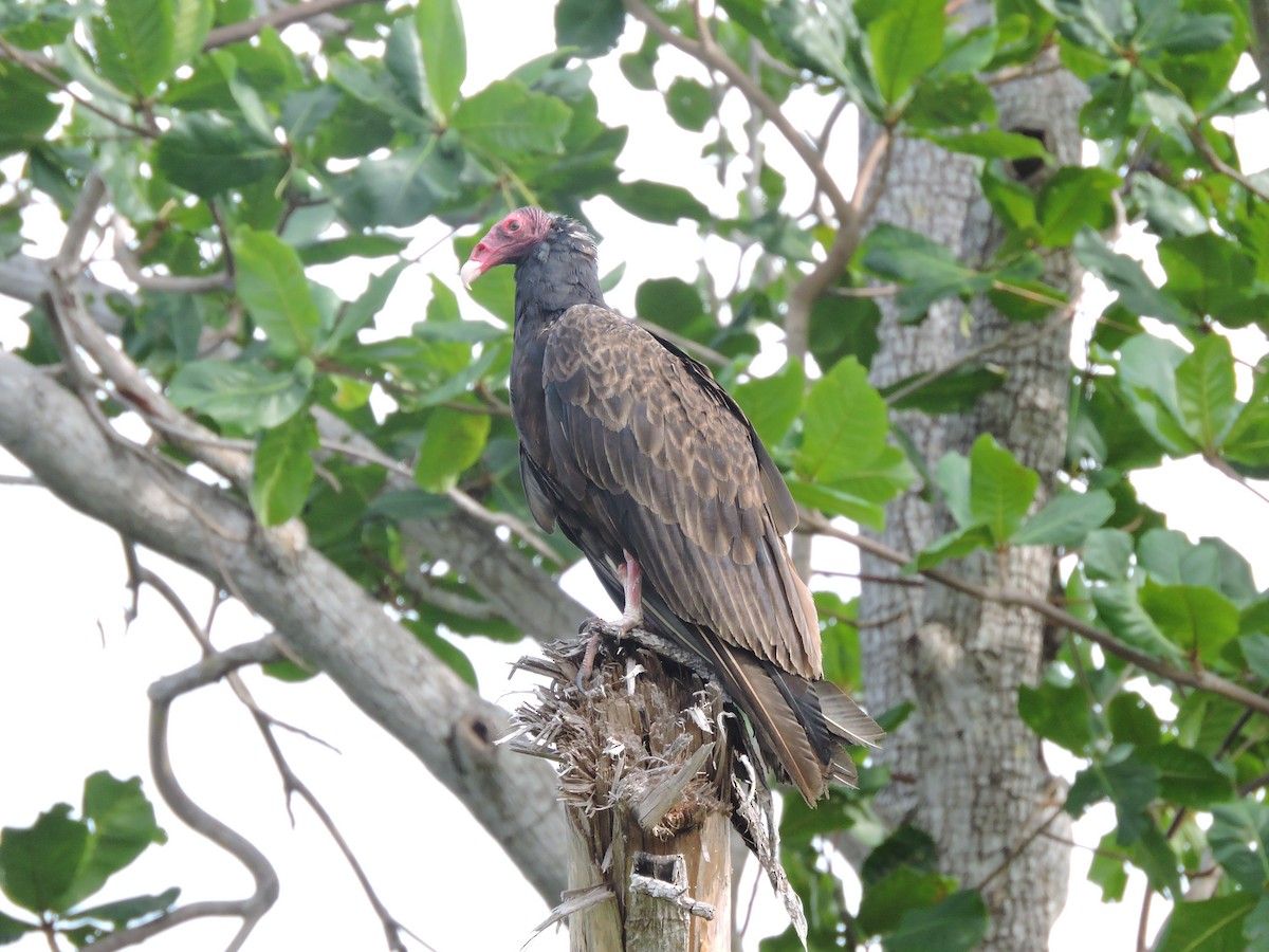 Turkey Vulture - ML96766441