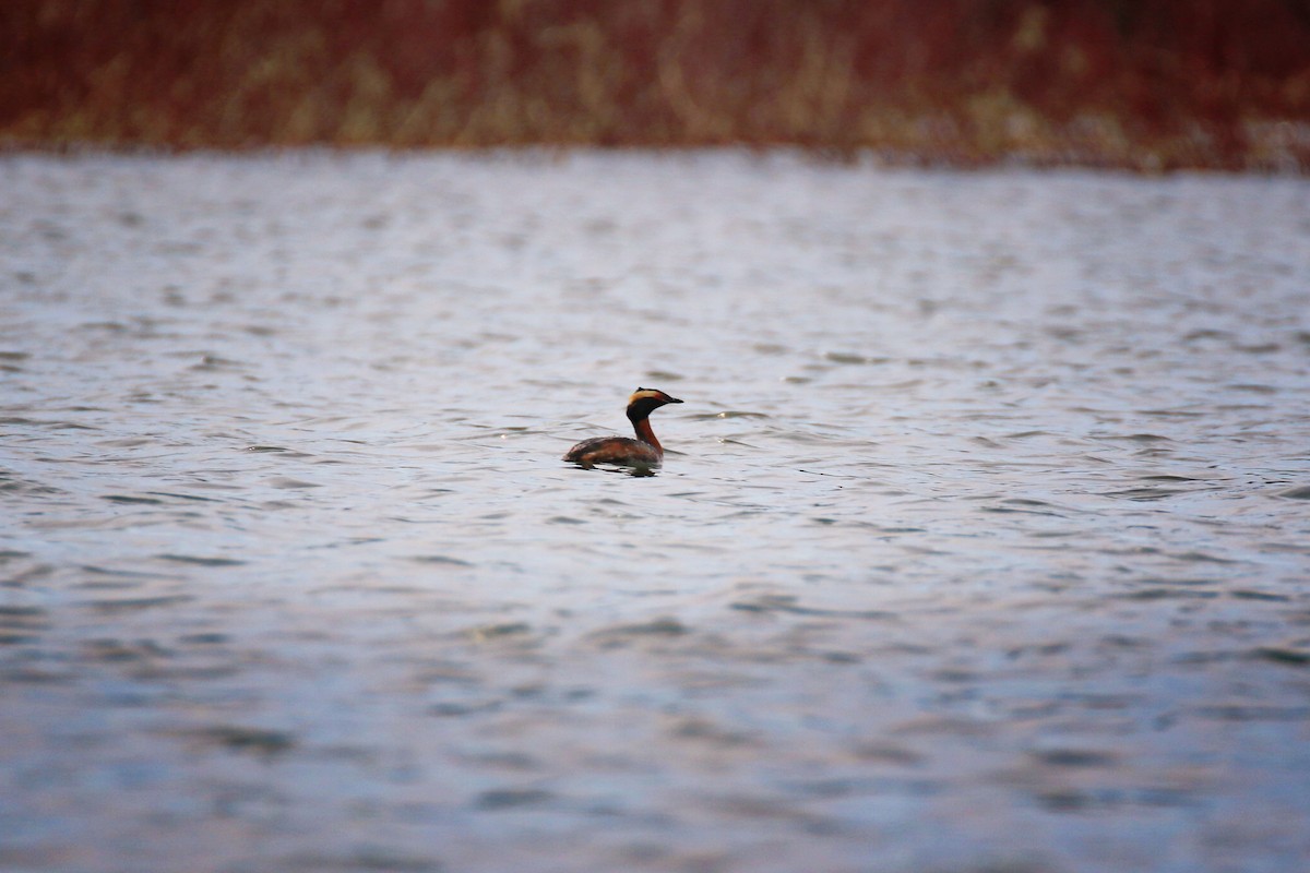 Horned Grebe - Denis Tétreault