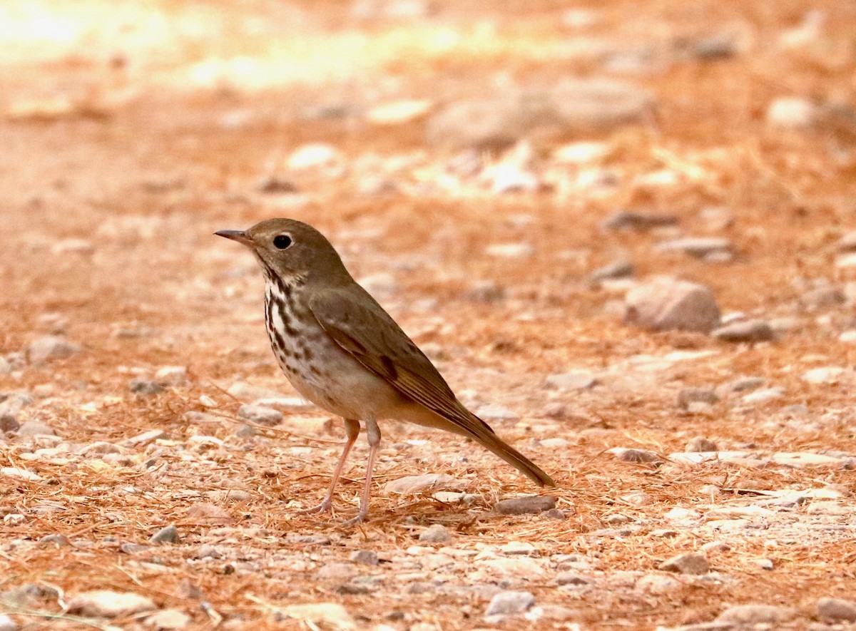 Hermit Thrush - Karl Overman