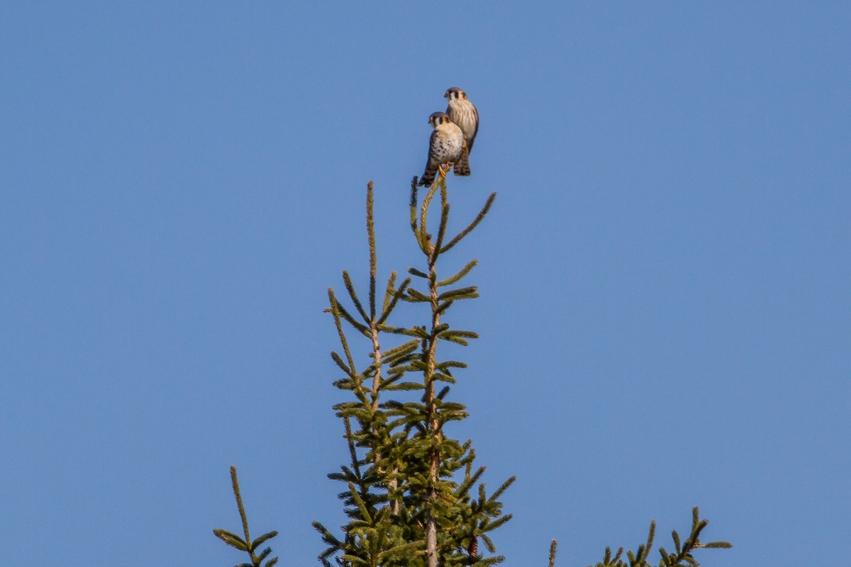 American Kestrel - ML96767391