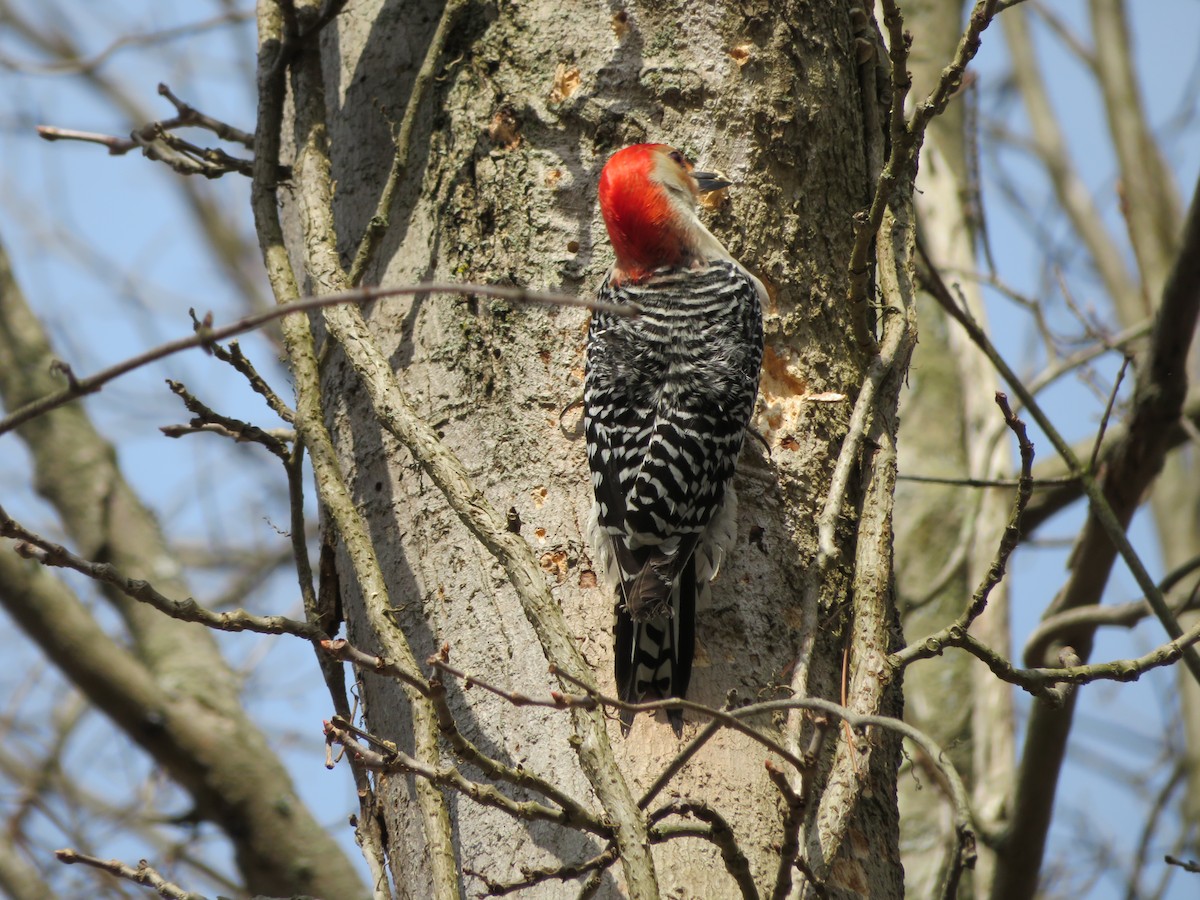 Red-bellied Woodpecker - ML96767551