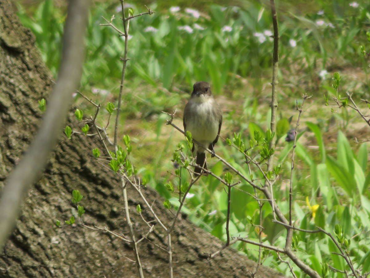 Eastern Phoebe - ML96767741