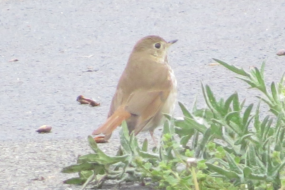 Hermit Thrush - ML96767901