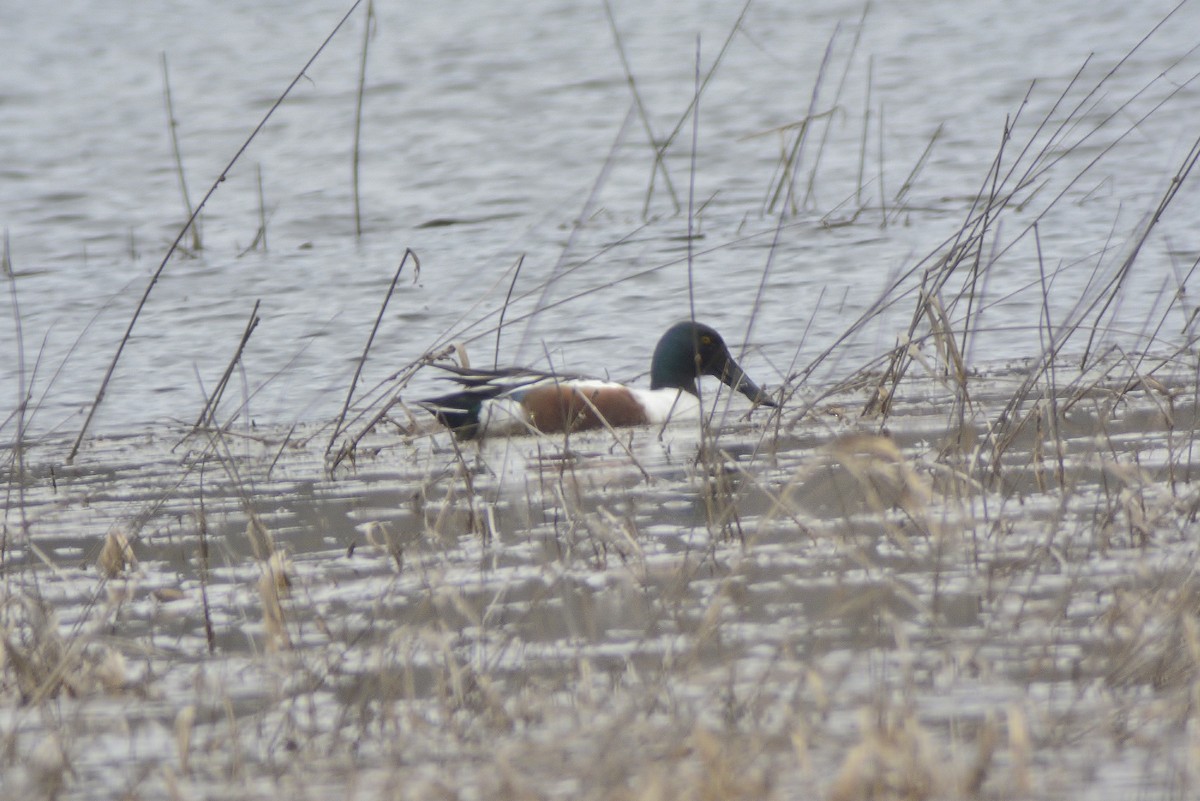 Northern Shoveler - ML96768321