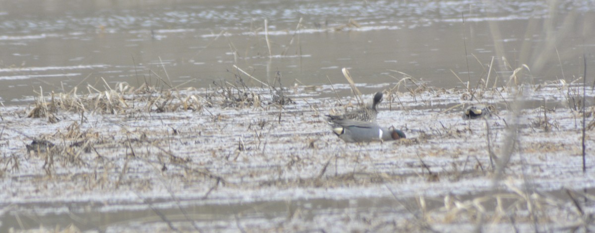 Green-winged Teal - ML96768381