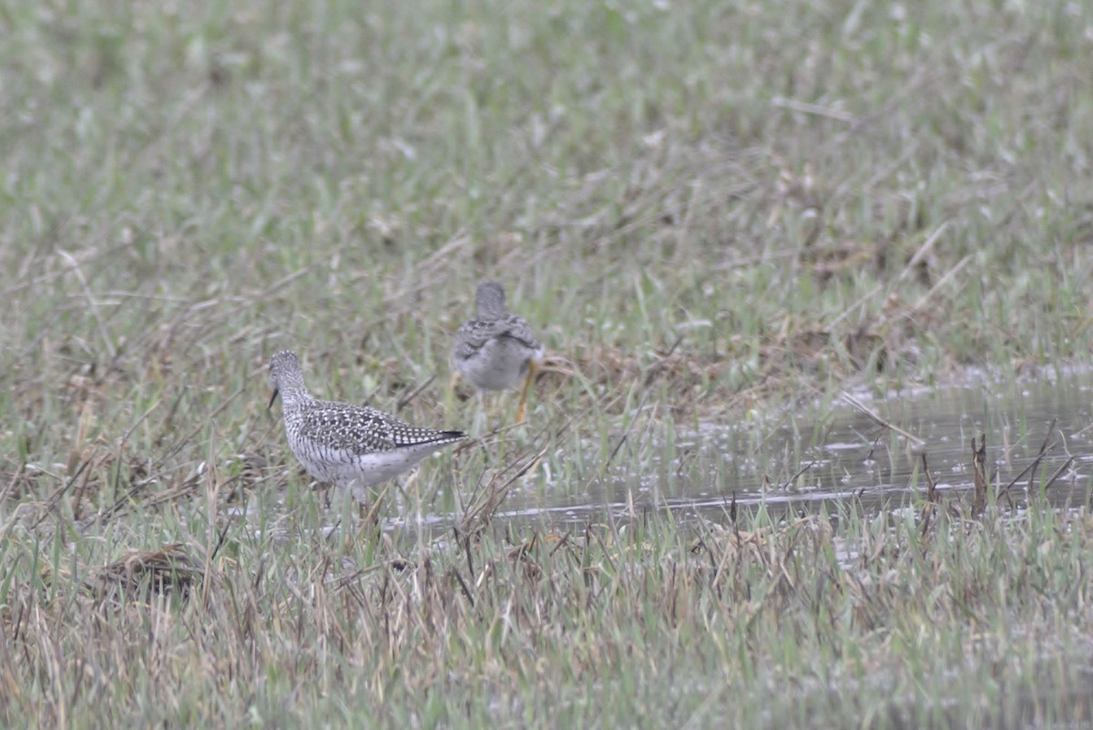 Greater Yellowlegs - ML96768661