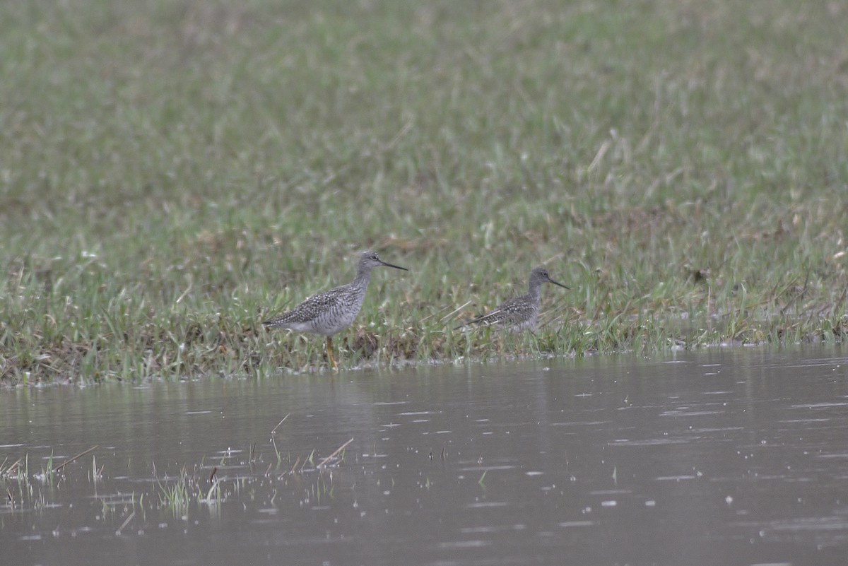 Greater Yellowlegs - ML96768671