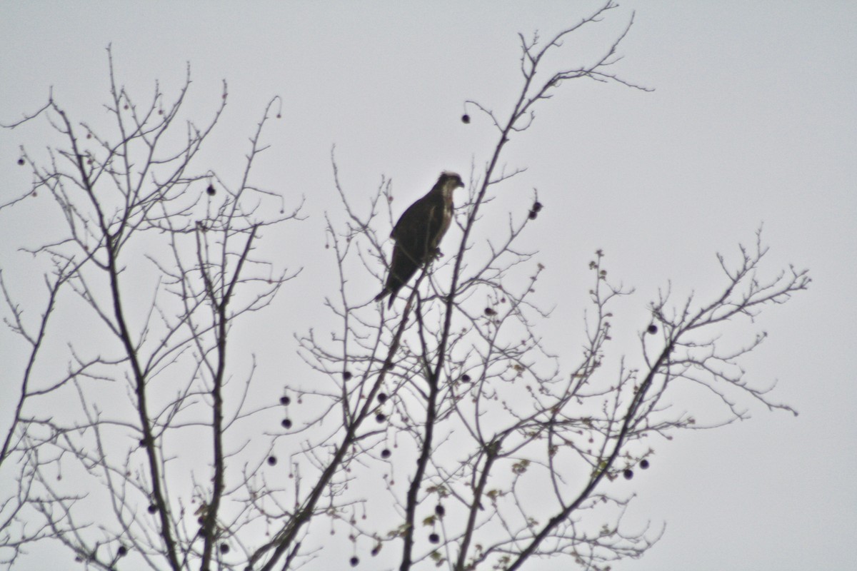 Balbuzard pêcheur - ML96769681