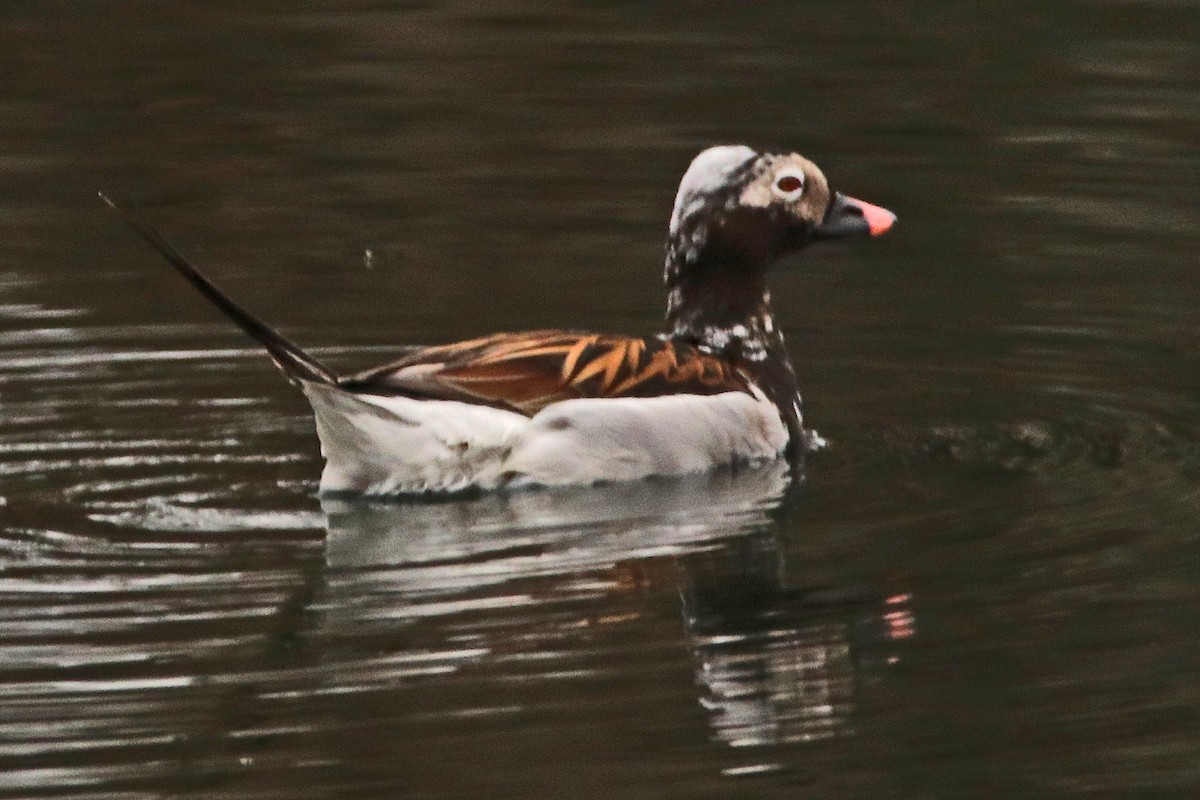 Long-tailed Duck - ML96770021