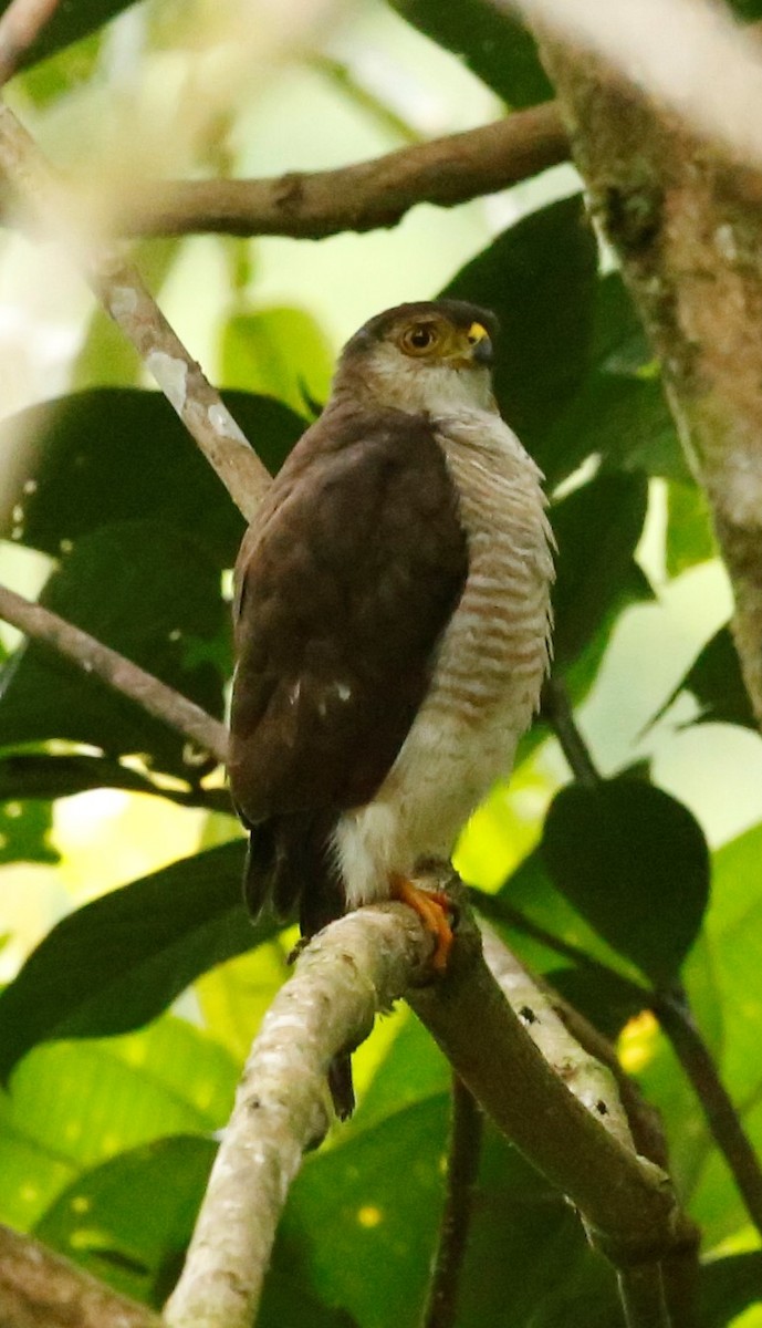 Tiny Hawk - ML96771041