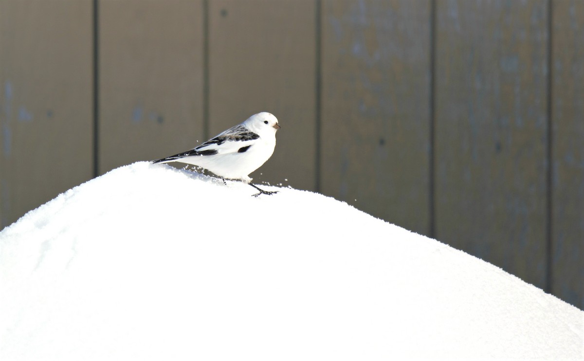 Snow Bunting - ML96771751