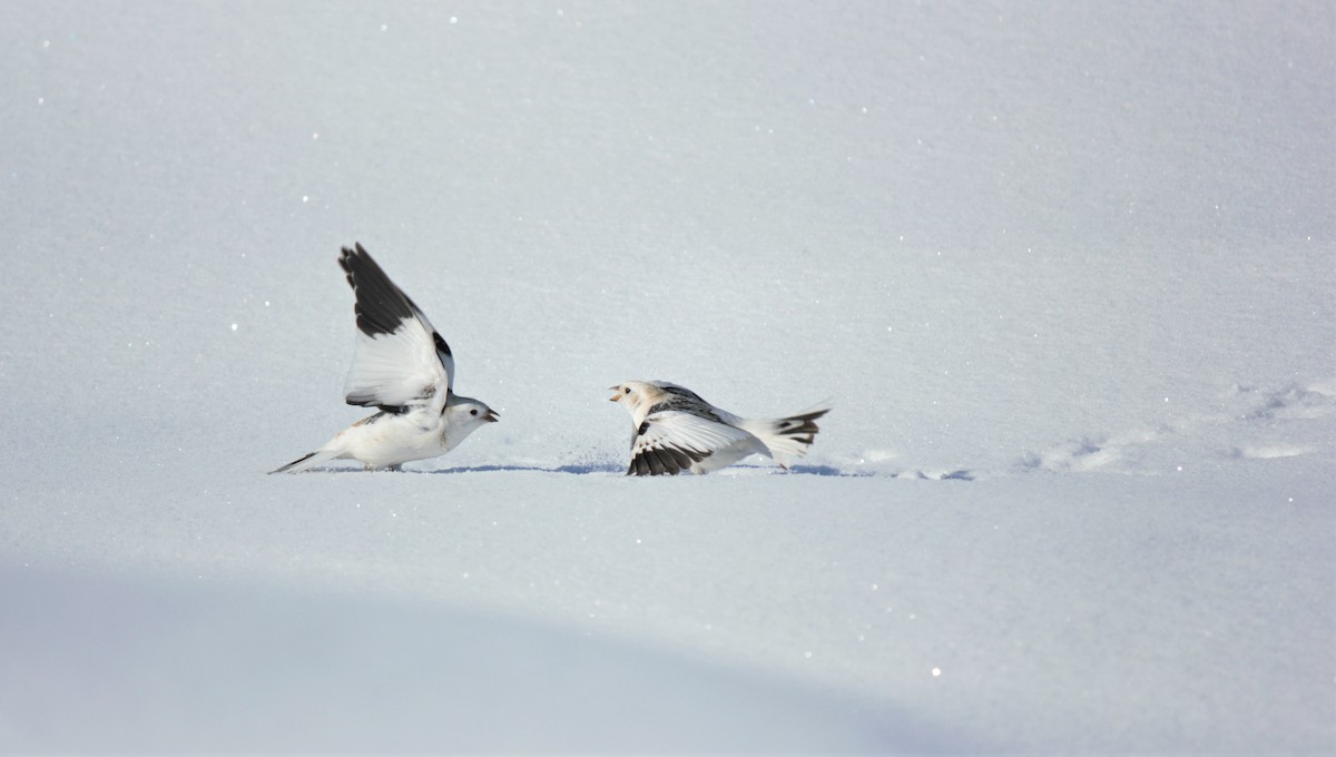 Snow Bunting - Kayla Arey