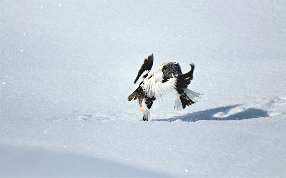 Snow Bunting - ML96772551