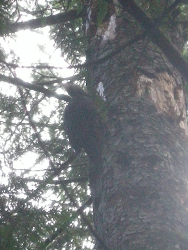 Pileated Woodpecker - ML96773871