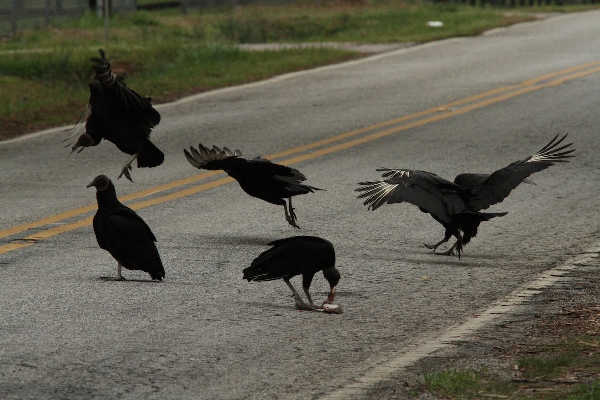 Black Vulture - ML96774891