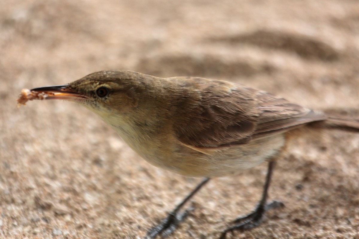Tuamotu Reed Warbler - Aaron Maizlish