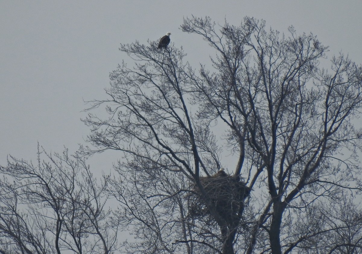 Bald Eagle - Joanne Muis Redwood