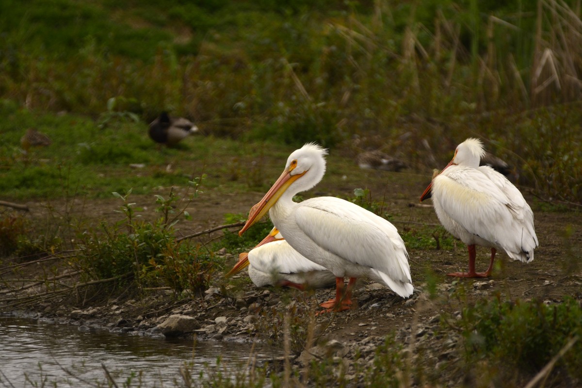 American White Pelican - Christopher Clark