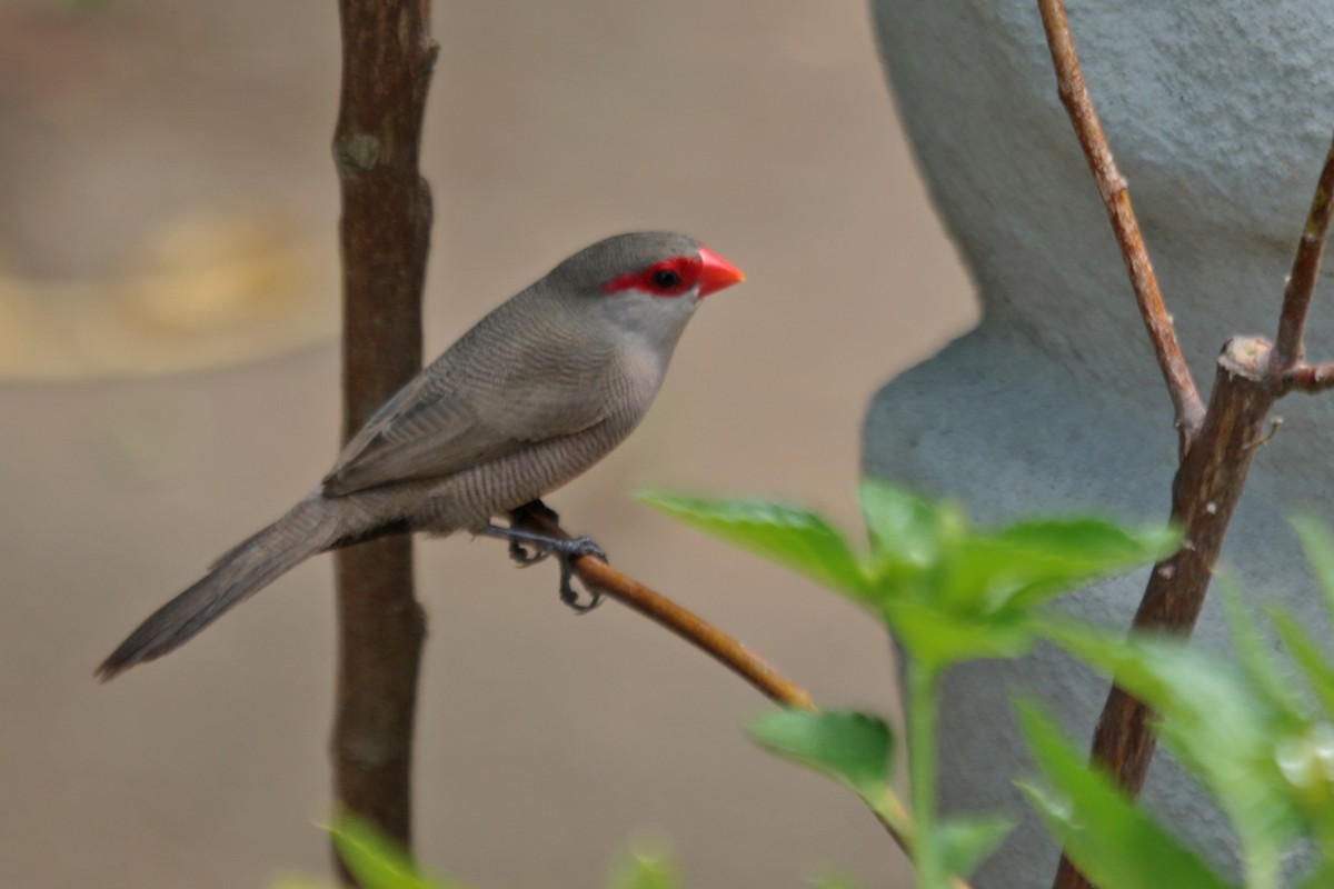 Common Waxbill - Aaron Maizlish