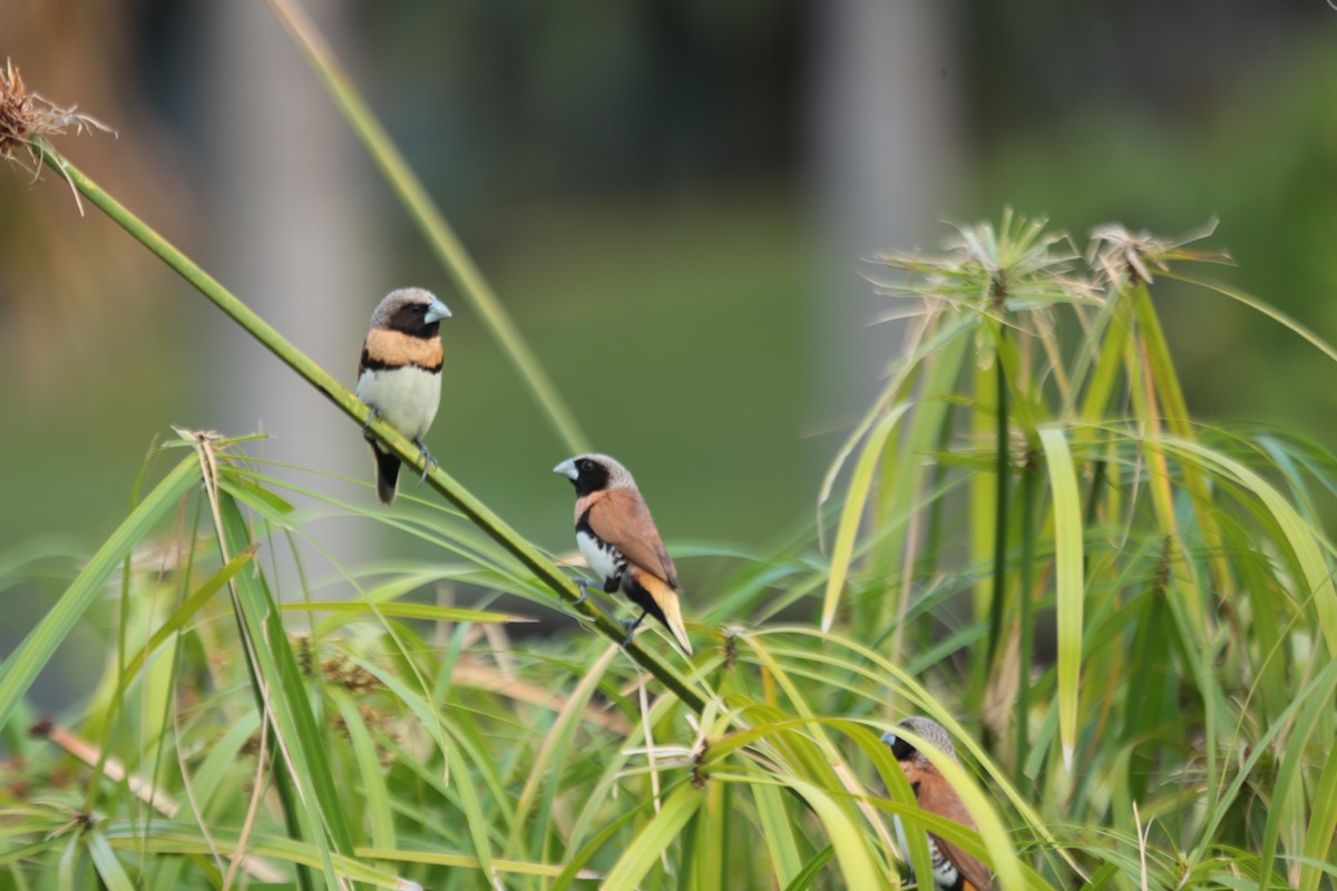 Chestnut-breasted Munia - ML96776351