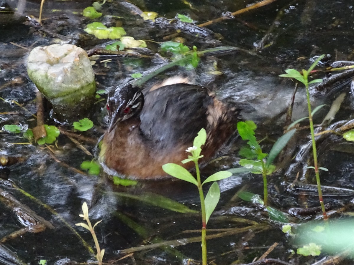 White-tufted Grebe - ADRIAN GRILLI