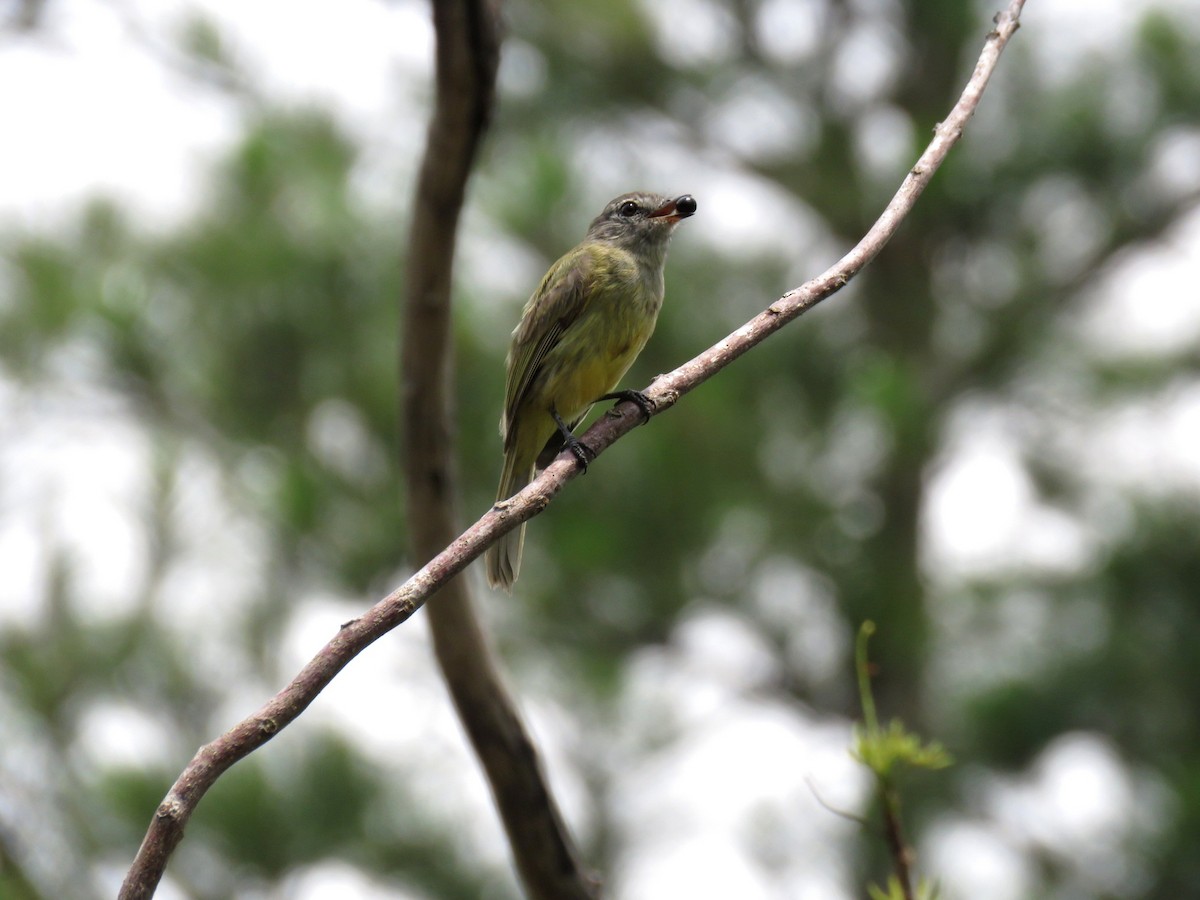 Greenish Elaenia (Greenish) - Jamal Andrewin