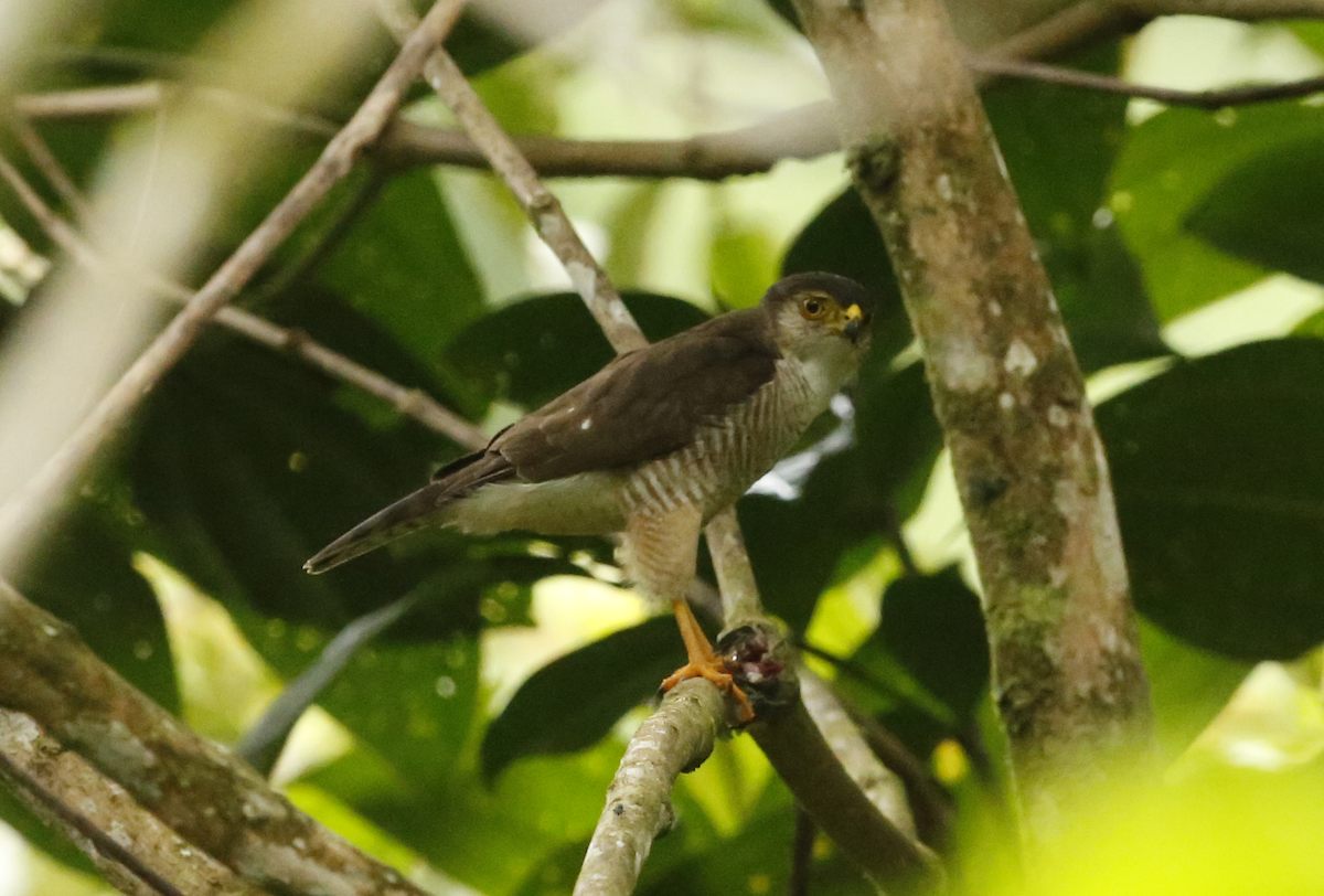 Tiny Hawk - Bert Harris