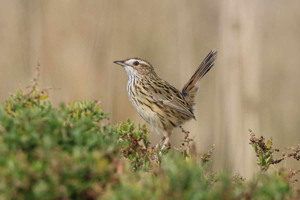 Striated Fieldwren - Indra Bone