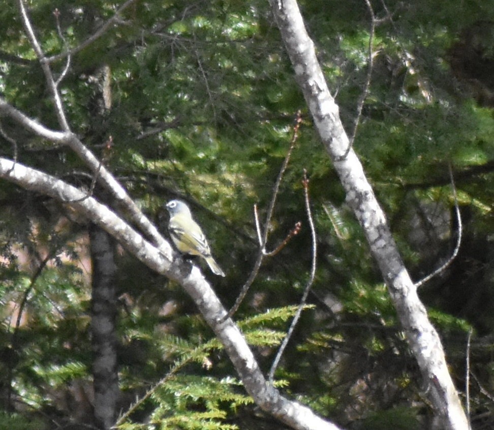 Blue-headed Vireo - ML96779341