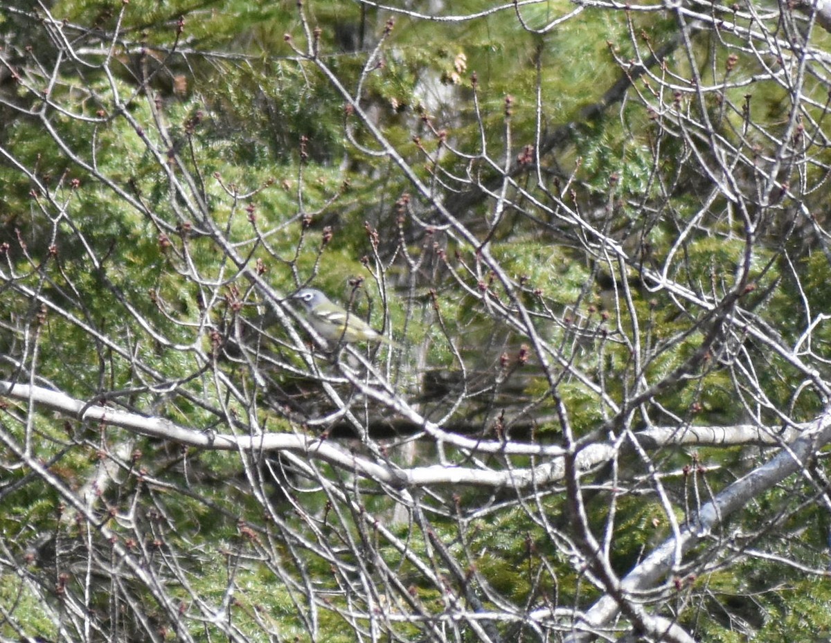 Blue-headed Vireo - ML96779351