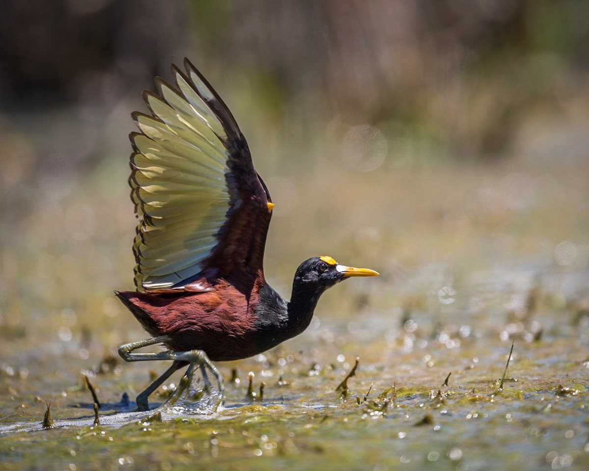 Northern Jacana - ML96782491