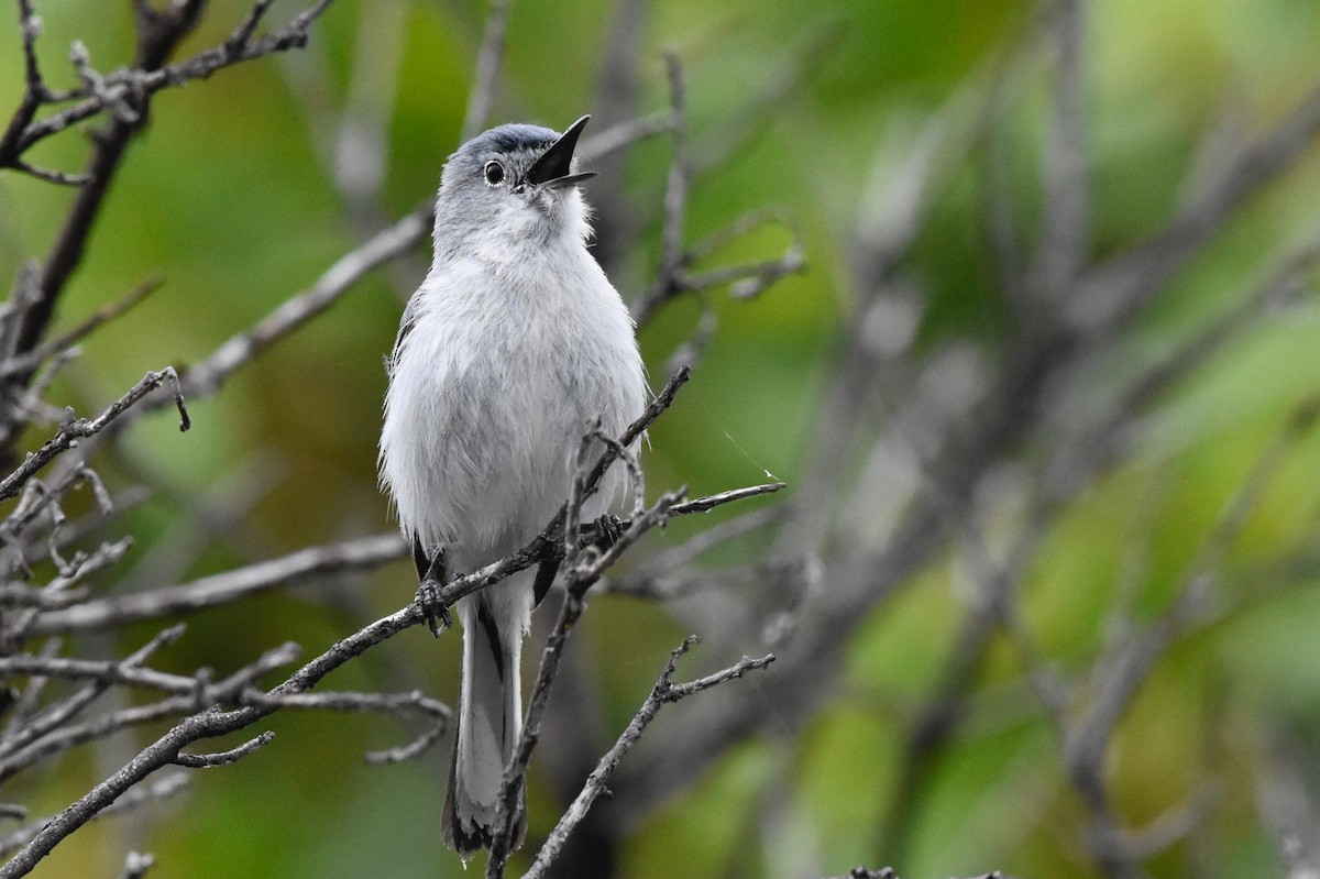 Blue-gray Gnatcatcher - George Gibbs