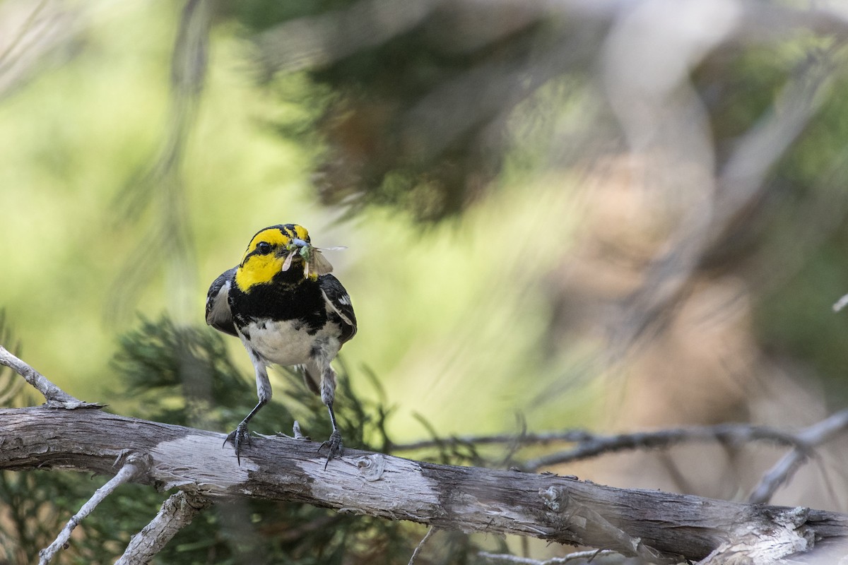 Golden-cheeked Warbler - ML96787081