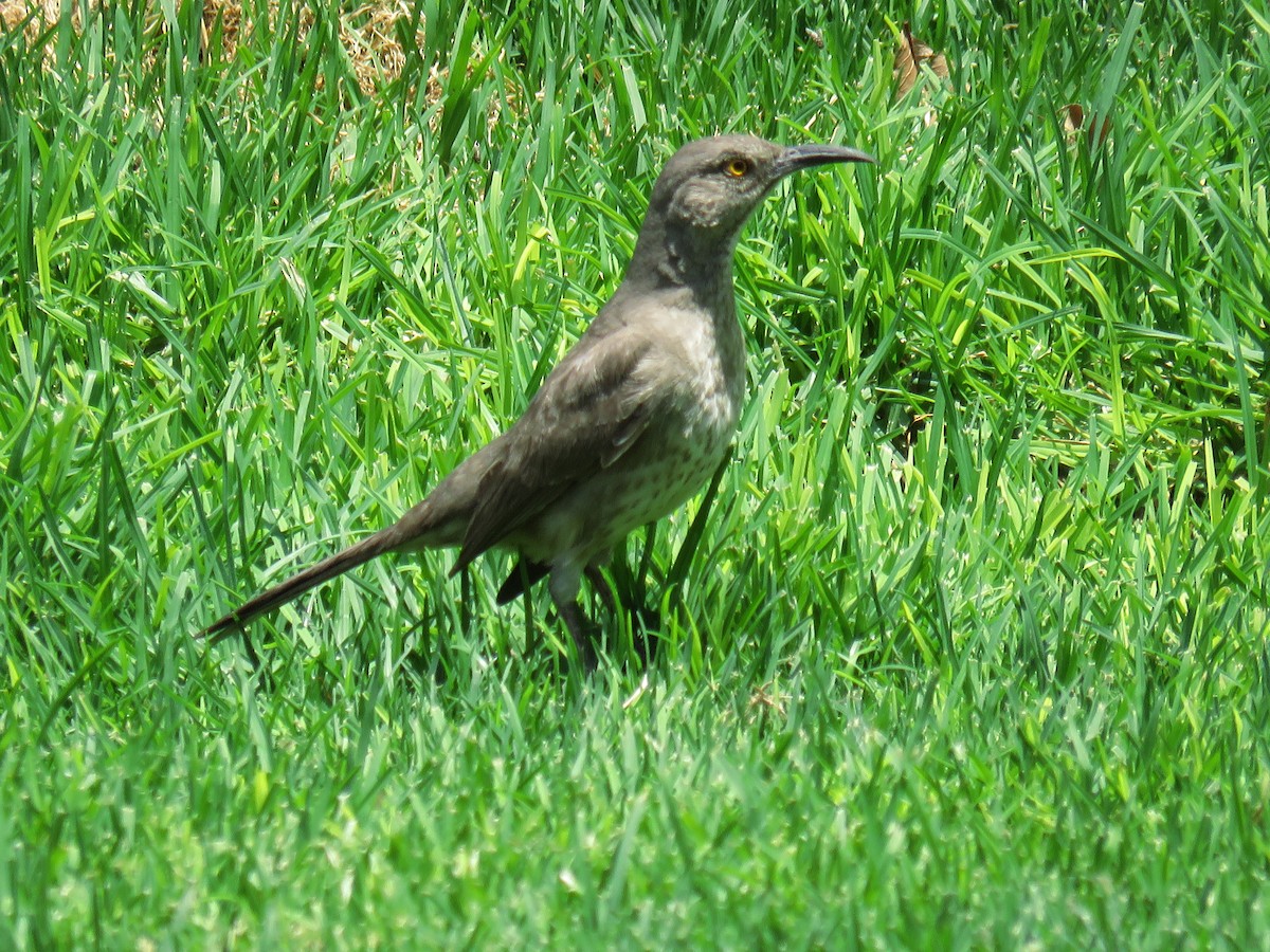 Curve-billed Thrasher - Mark Salvidge