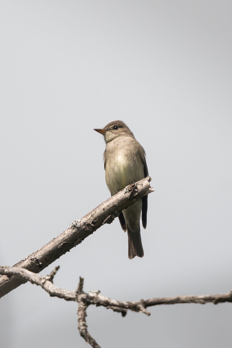 Western Wood-Pewee - ML96788921