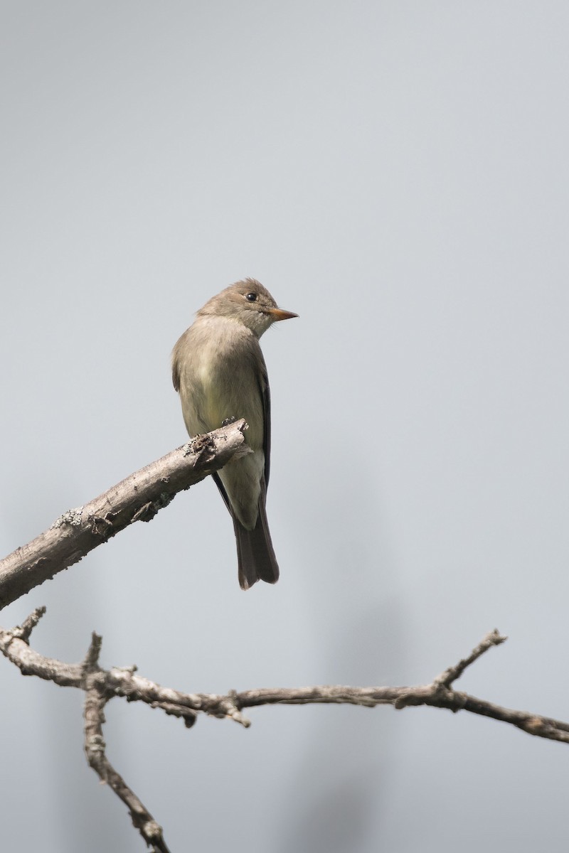 Western Wood-Pewee - ML96788931