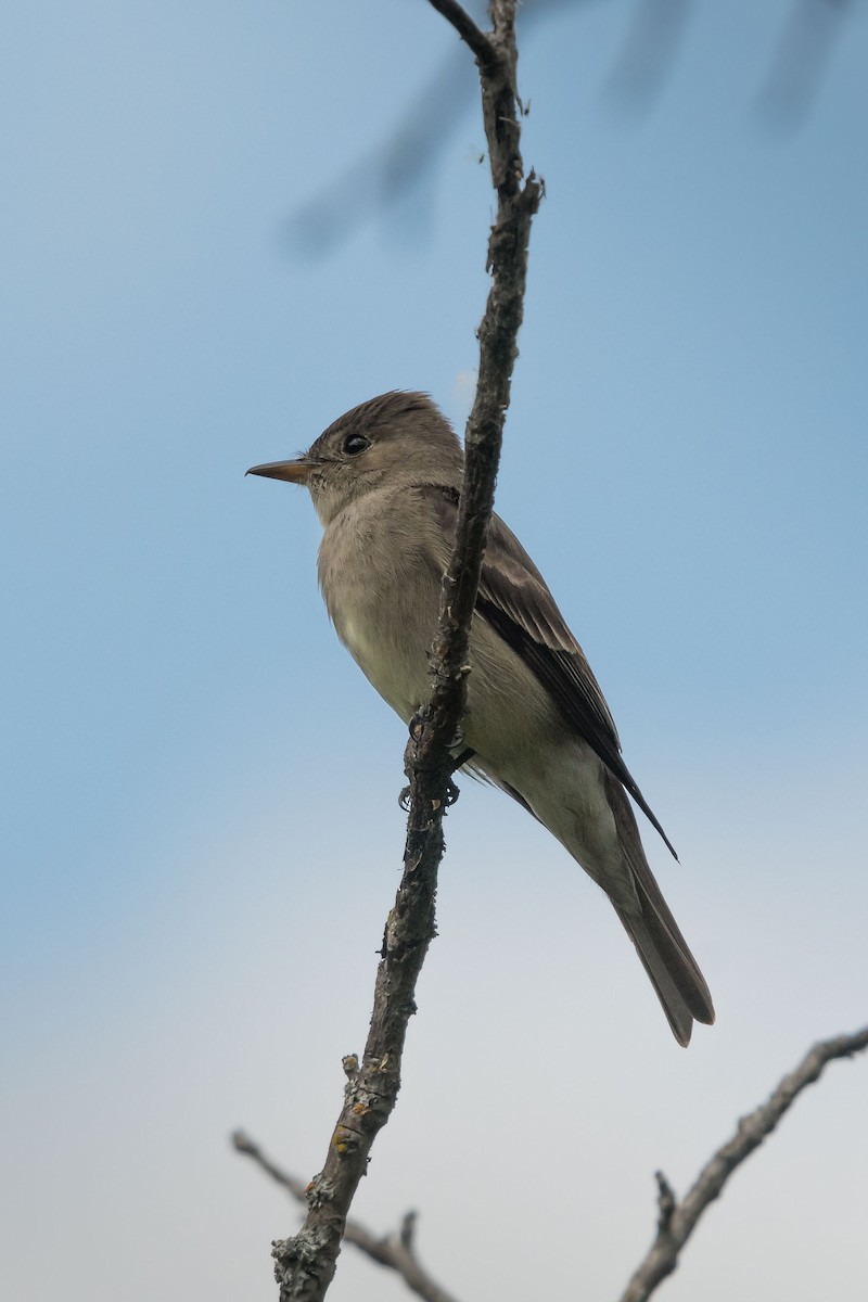 Western Wood-Pewee - ML96788941