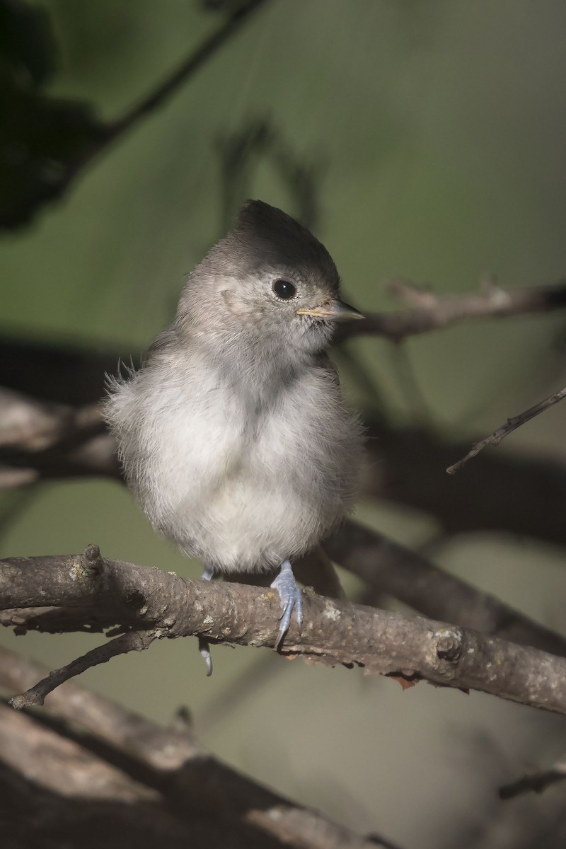 Oak Titmouse - ML96789321