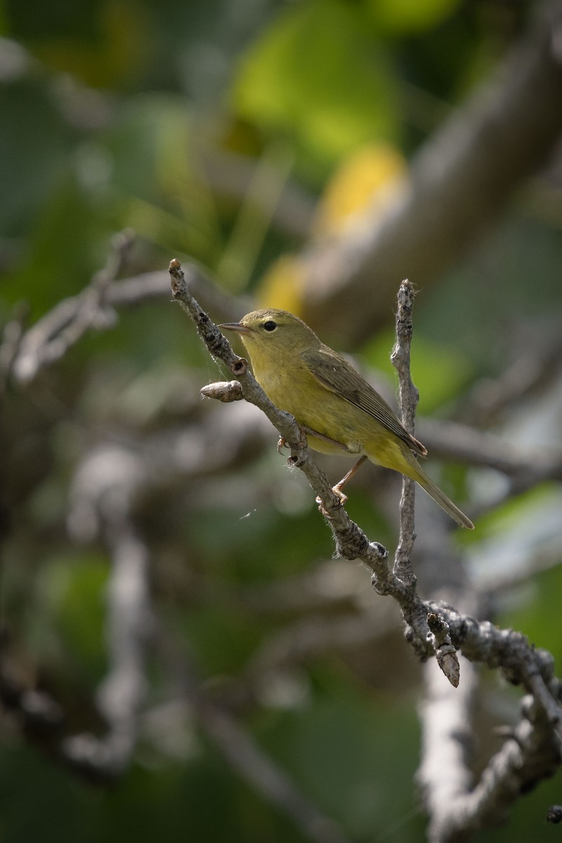 Orange-crowned Warbler - ML96789621