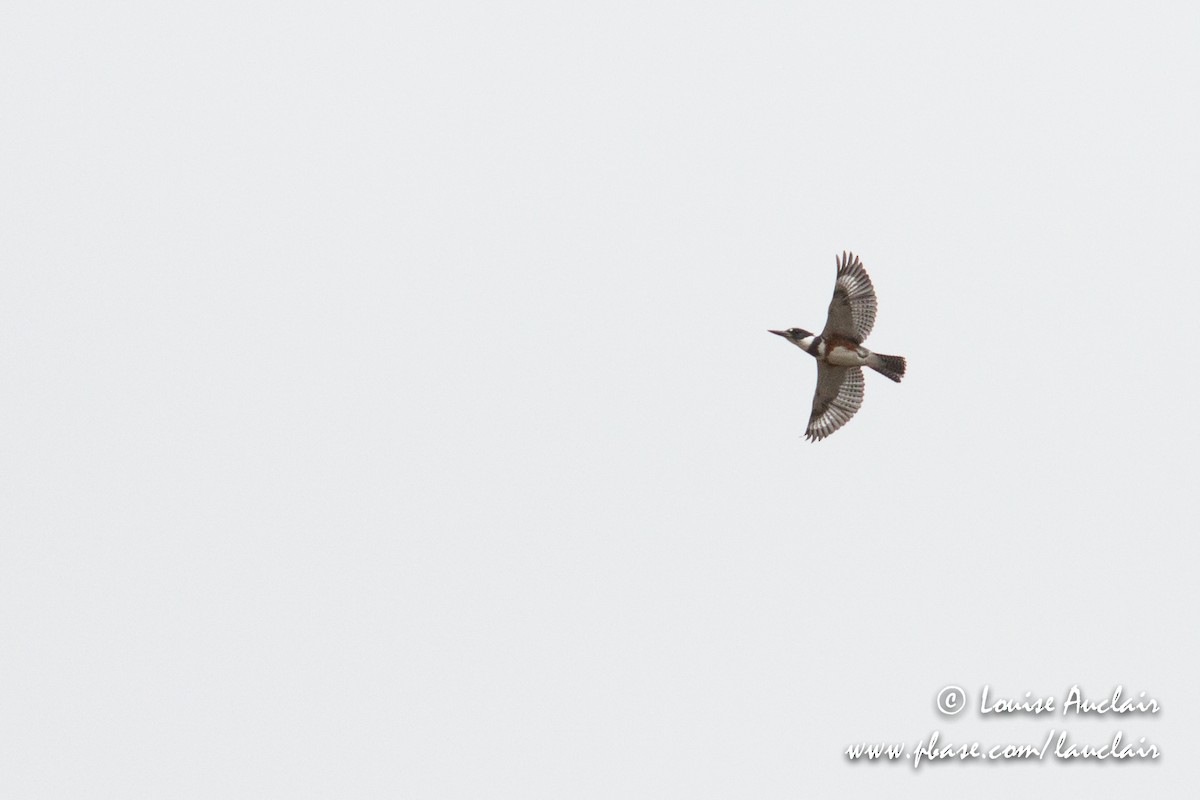 Belted Kingfisher - ML96790751